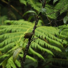 Schiffornis virescens