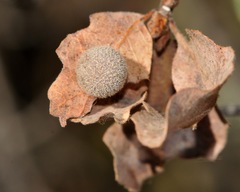 Cynips multipunctata