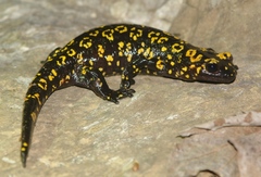 Near-Eastern Fire Salamander photo 3