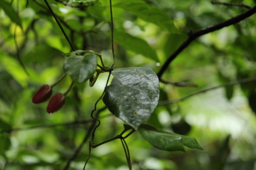Mendoncia velloziana