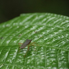 Leptoscelis elongator