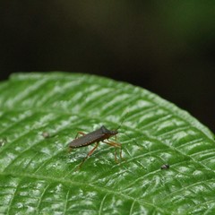 Leptoscelis elongator