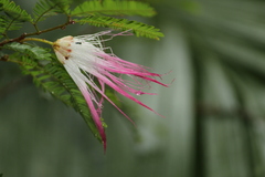 Calliandra selloi