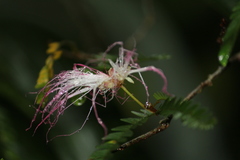 Calliandra selloi