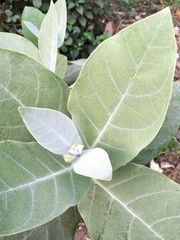 Calotropis