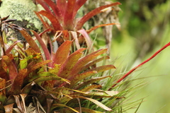 Vriesea flammea