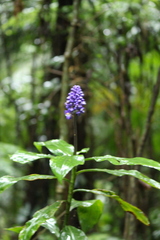 Dichorisandra paranaensis