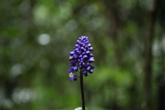 Dichorisandra paranaensis