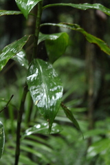 Dichorisandra paranaensis