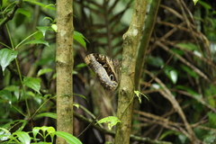 Caligo beltrao
