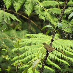Schiffornis virescens