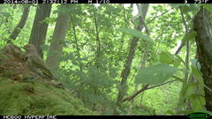 Colaptes auratus auratus