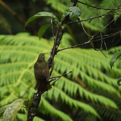 Schiffornis virescens