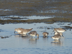 Calidris tenuirostris
