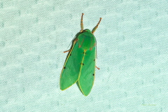 Chlorhoda