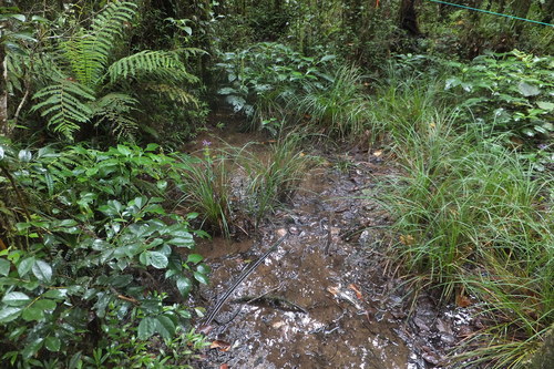 Brillantaisia madagascariensis image