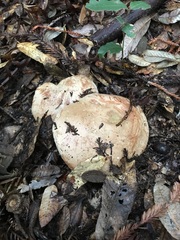 Butyriboletus persolidus