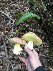 Butyriboletus persolidus