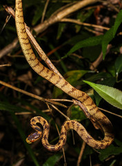 Pareas chinensis