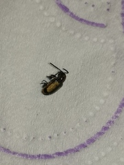 Crioceris paracenthesis