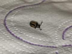 Crioceris paracenthesis