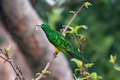 Chrysococcyx cupreus