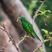 Cuckoos - Photo (c) Marc Henrion, some rights reserved (CC BY-NC), uploaded by Marc Henrion