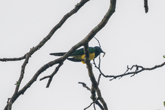 Chrysococcyx cupreus