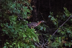 Gorsachius leuconotus