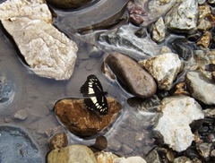 Gnathotriche exclamationis