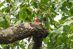 Apaloderma narina