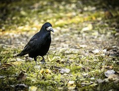 Corvus frugilegus