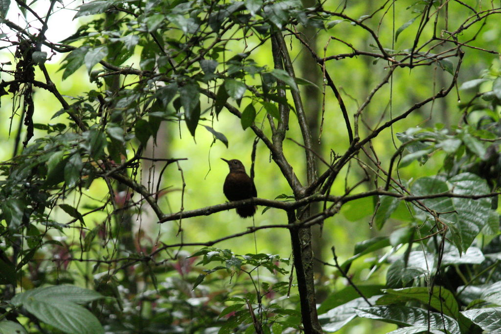 Rufous-breasted Leaftosser