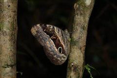 Caligo beltrao