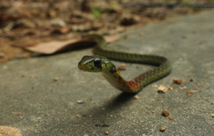 Rhabdophis helleri
