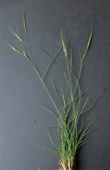 Aristida congesta barbicollis