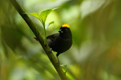 Tachyphonus delatrii