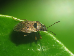 Hyalochilus ovatulus