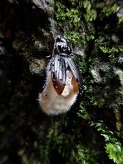 Entomophthora nebriae