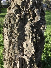 Quercus suber