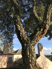 Quercus suber