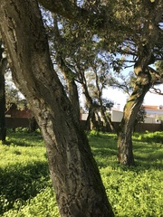 Quercus suber