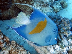 Pomacanthus maculosus