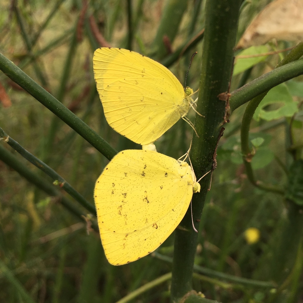 Japanese common grass yellow
