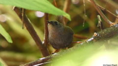 Eugralla paradoxa