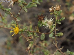 Chiliadenus iphionoides