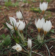 Crocus hyemalis