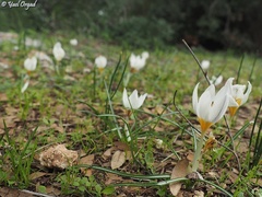Crocus hyemalis