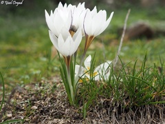 Crocus hyemalis