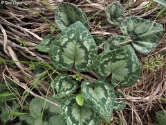 Cyclamen persicum